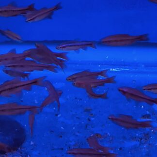 Stunning Cherry Barbs (Male) – Premium Deep Crimson Centerpiece | Fish R Us