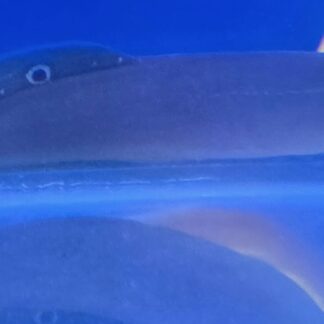 Peacock Eel showing dorsal eye spots from Fish R Us