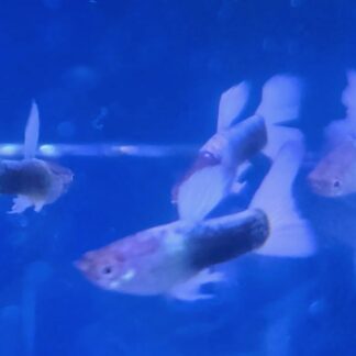 Stunning Half Black and White Guppies – Premium "Tuxedo" Fancy Strain | Fish R Us