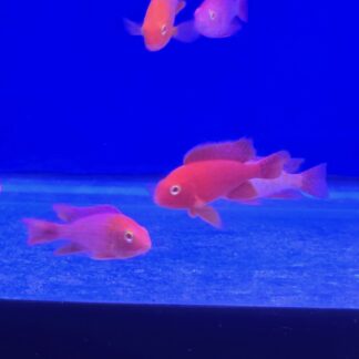 Exquisite Albino Super Red Peacock Cichlid – Vibrant Gems | Fish R Us