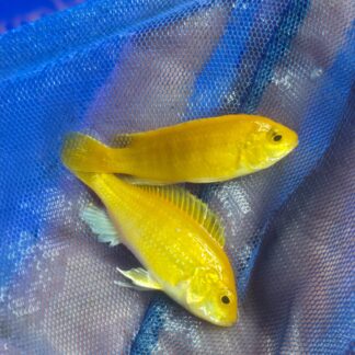 Vibrant Electric Yellow Lab Cichlid – Premium High-Contrast Lemon Mbuna | Fish R Us