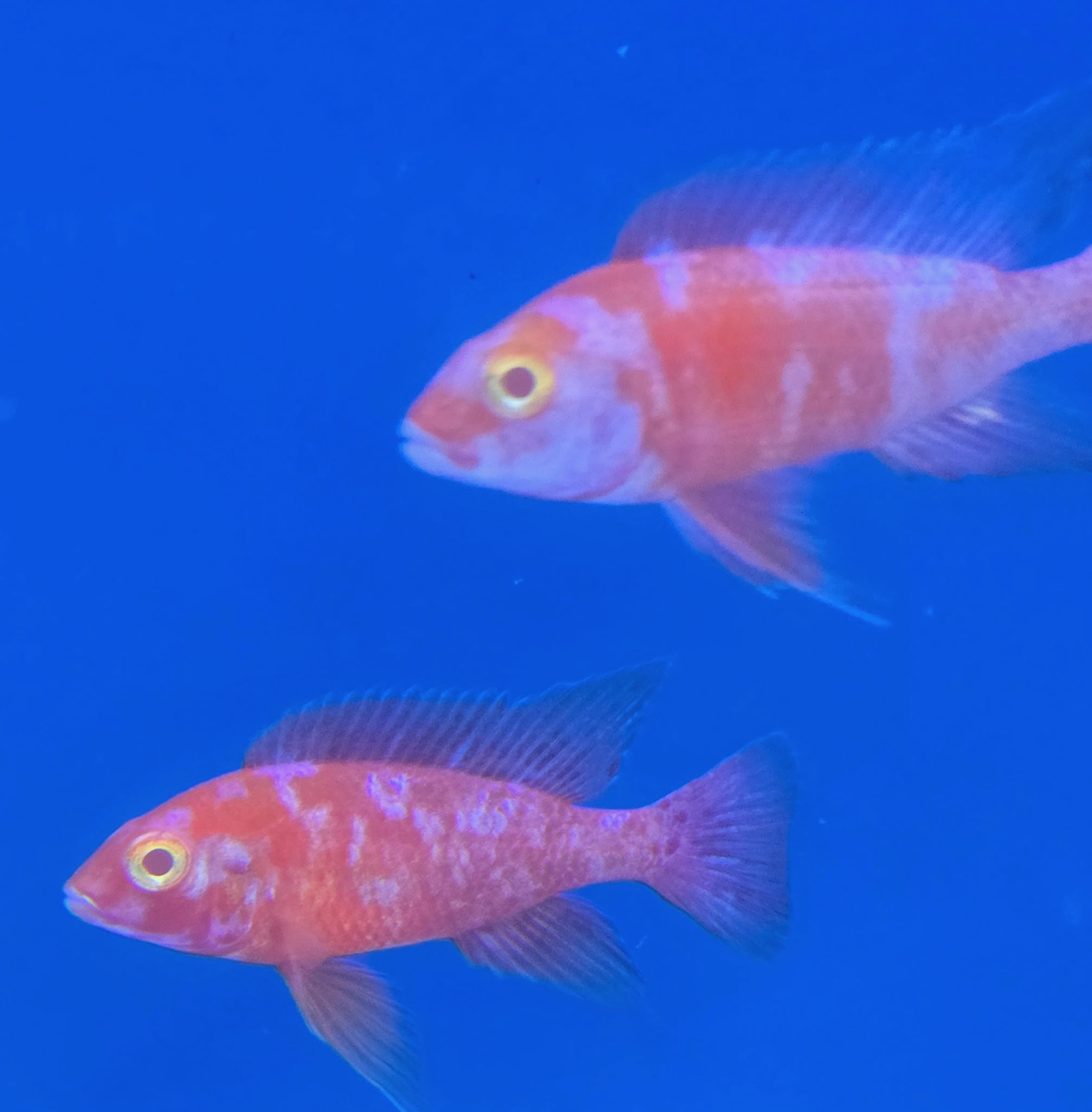 Graphic Albino Super Red OB Peacock Cichlids – Rare Marbled "Lava" African Cichlid | Fish R Us - Image 2