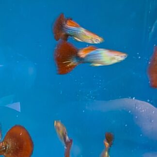 Iridescent Opal Double Red Male Show Guppies – Iridescent Premium Fancy | Fish R Us