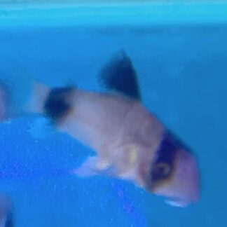 Delightful Panda Cory Catfish – Premium Masked "Panda" Cory | Fish R Us