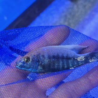 Breathtaking Hap. Iceberg Ahli – Premium Electric Blue "White Blaze" | Fish R Us