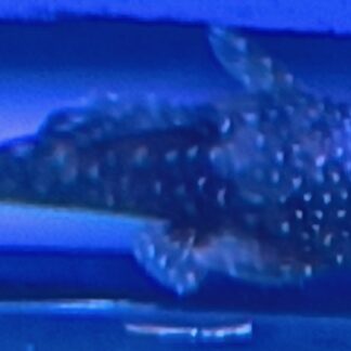 Superior Standard Bushynose Plecos | Premium Bristlenose Algae Eater | Fish R Us