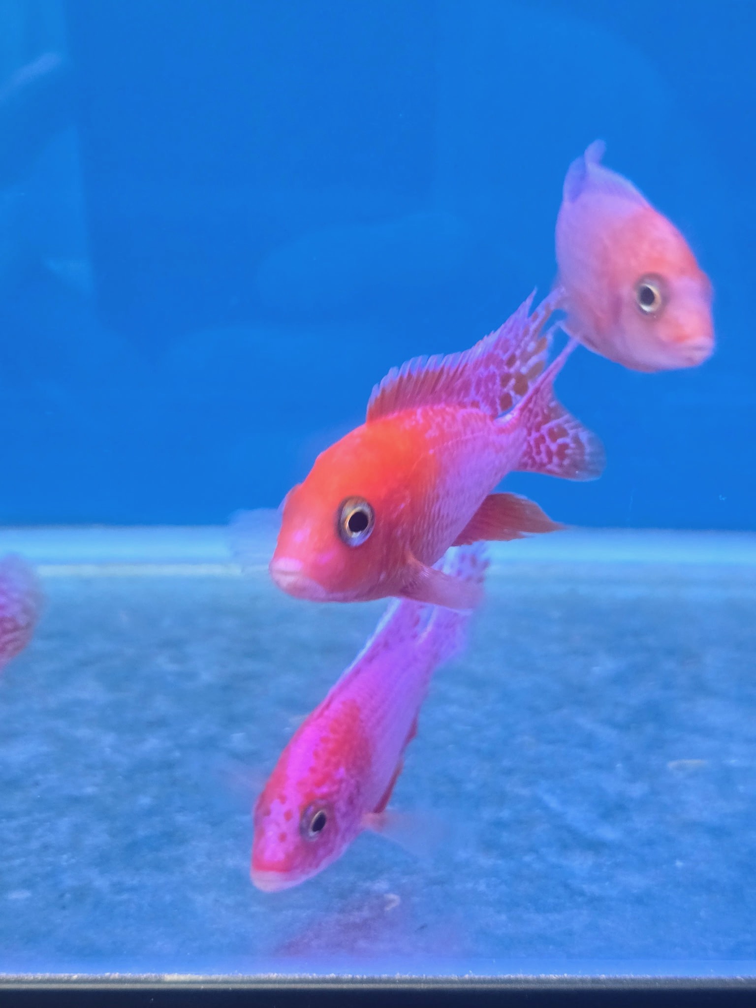 Majestic Dragon Blood Peacock Cichlids – Premium Fire-Orange African Cichlid | Fish R Us - Image 2