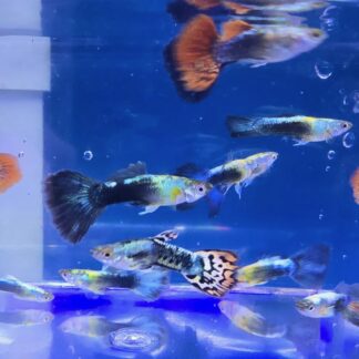 Radiant Premium Assorted Fancy Guppies – High-Voltage Mixed Male Collection | Fish R Us