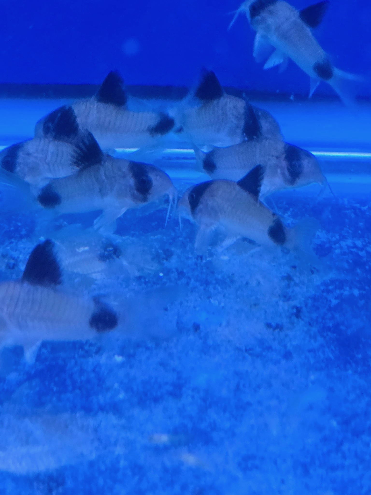 Impressive Jumbo Panda Cory Catfish – Premium Large "Panda Mask" Scavenger | Fish R Us - Image 3
