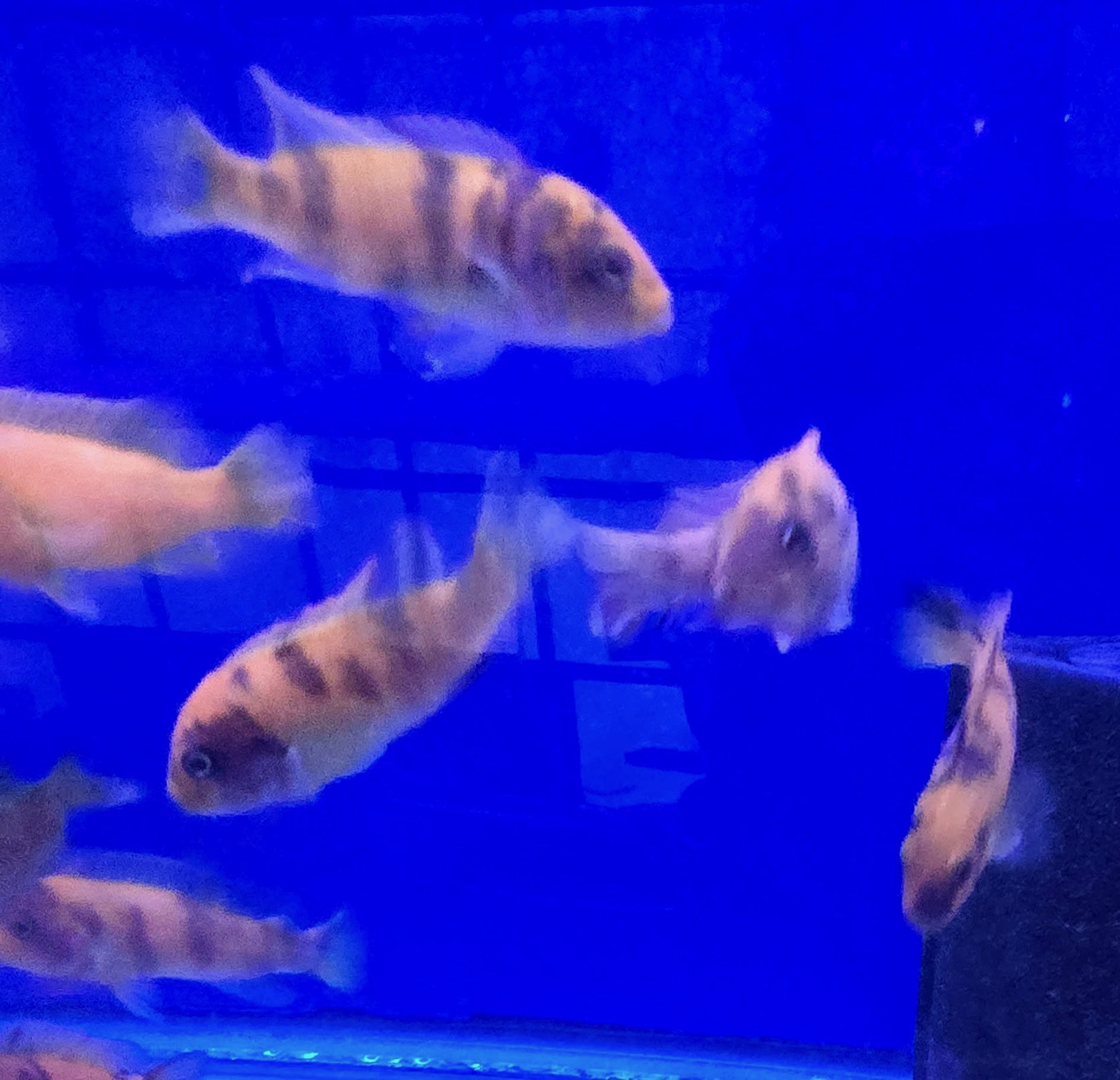 PS Red OB Zebra Cichlid – Premium Marbled "Orange Blotched" Mbuna | Fish R Us - Image 5