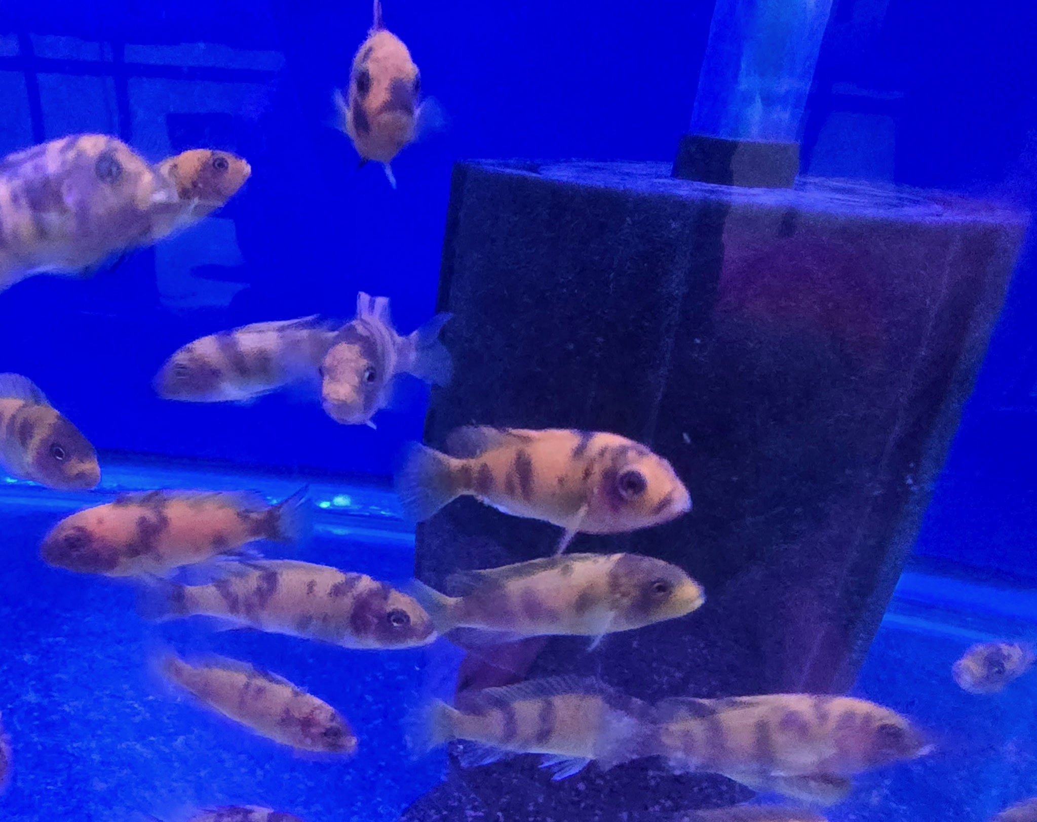 PS Red OB Zebra Cichlid – Premium Marbled "Orange Blotched" Mbuna | Fish R Us - Image 2