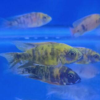 African Cichlids