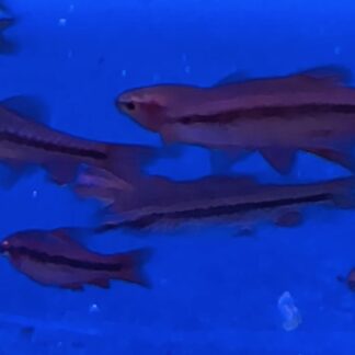 Cherry Barb