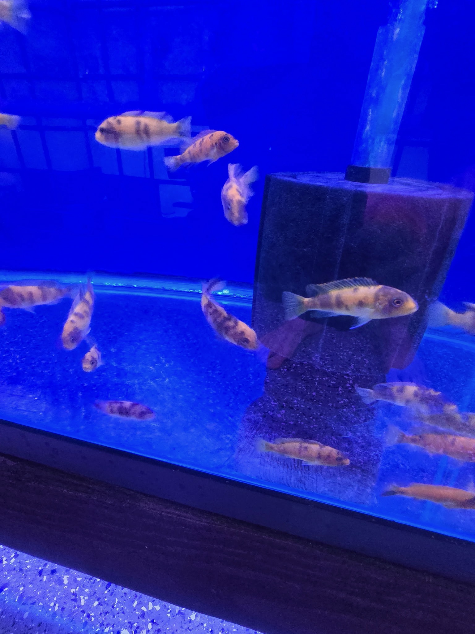PS Red OB Zebra Cichlid – Premium Marbled "Orange Blotched" Mbuna | Fish R Us - Image 3
