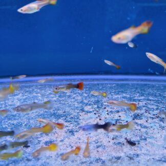 Sensational Assorted Female Guppies | Premium Breeding Stock | Fish R Us