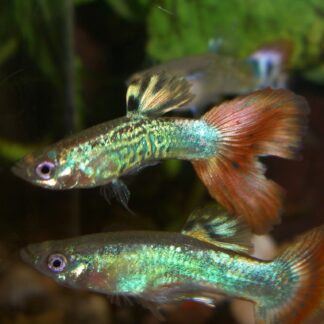 Premium Deep Red Cobra Guppies – Fancy Snakeskin Pattern | Fish R Us