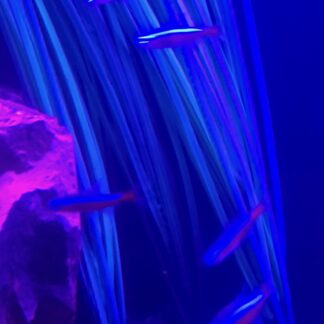 Lustrous Cardinal Tetras – Premium Extra-Long Red Stripe Schooling Fish | Fish R Us