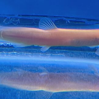 Captivating Golden Dojo Loach (Weather Loach) – Premium "Water Puppy" Scavenger | Fish R Us