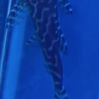 Stunning Synodontis Angelicus x Eupterus Hybrid for sale | Rare Featherfin Catfish