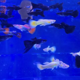 Spectacular Dumbo Ear Guppies (Assorted) – Premium Elephant Ear Fancy Mix | Fish R Us