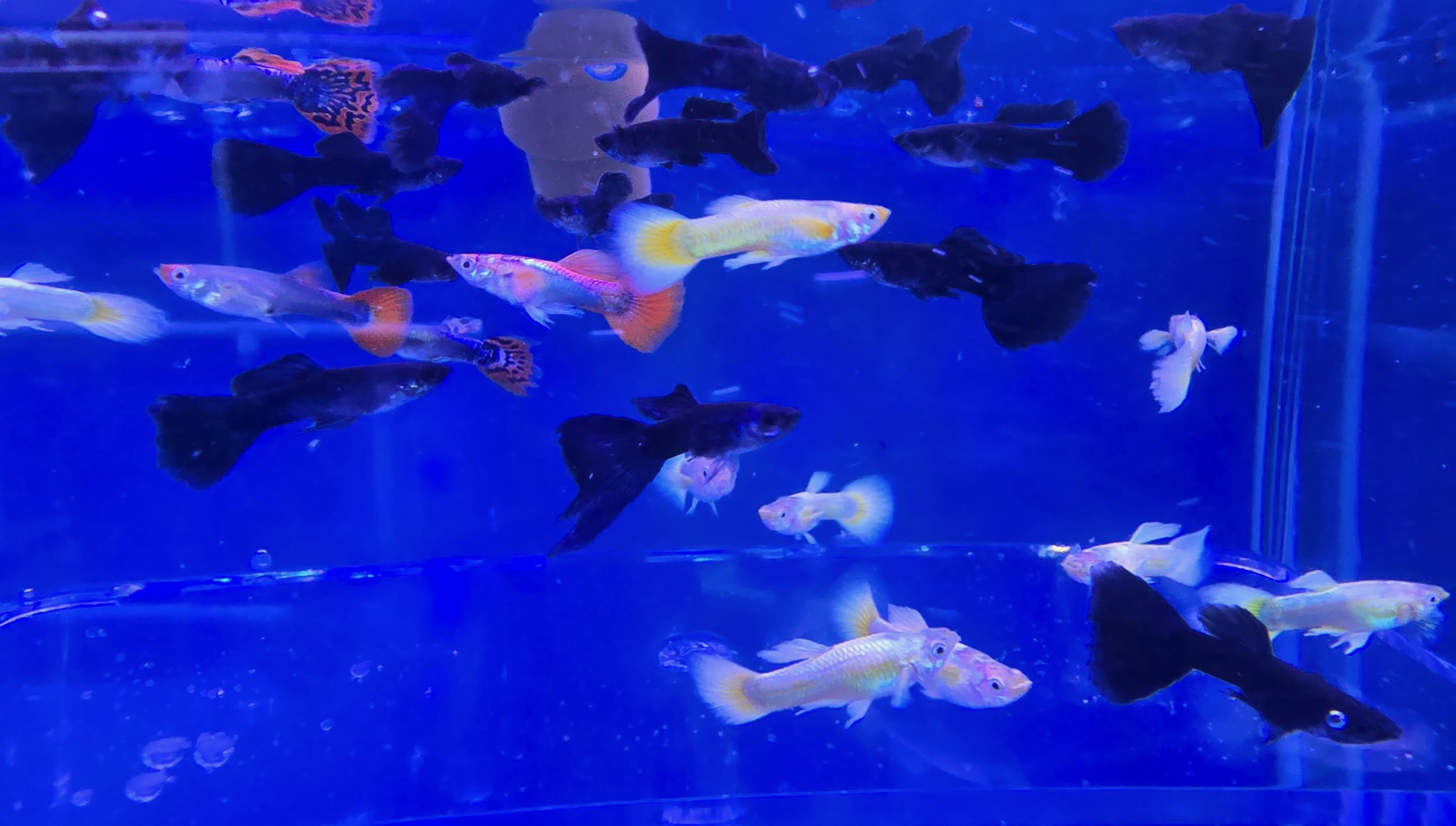 Spectacular Dumbo Ear Guppies (Assorted) – Premium Elephant Ear Fancy Mix | Fish R Us