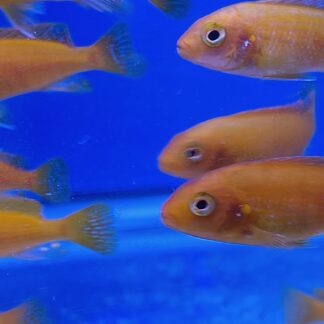 Magnificent PS Super Red Zebra – Ultra-Saturated African Mbuna | Fish R Us