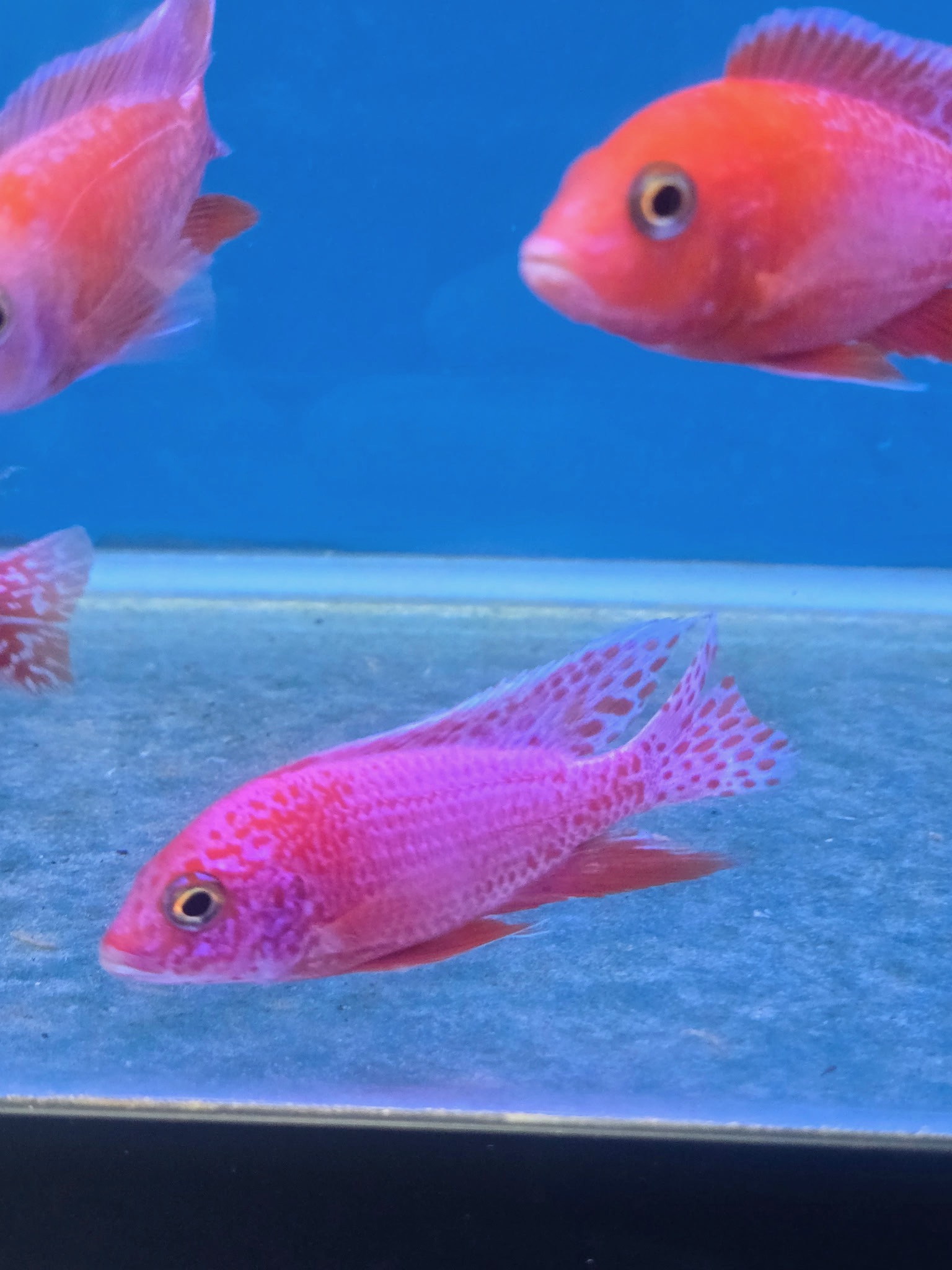 Majestic Dragon Blood Peacock Cichlids – Premium Fire-Orange African Cichlid | Fish R Us - Image 3