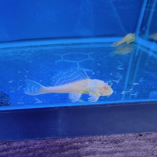 Majestic Pleco Albino Gibbiceps – Premium Golden Sailfin Centerpiece | Fish R Us