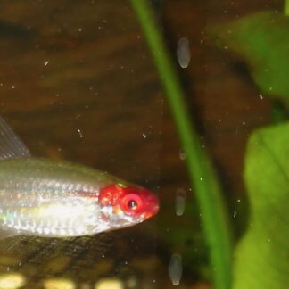 Vibrant Rummynose Tetra with bright red face and striped tail from Fish R Us
