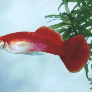 Blonde Redtail Guppy with golden body and red delta tail from Fish R Us