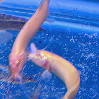 Loaches & Eels