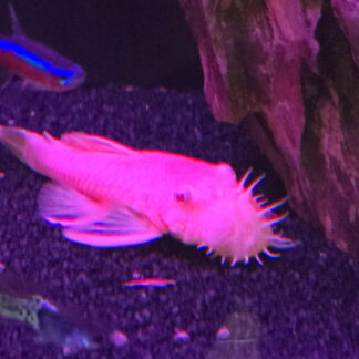 Sensational Albino Bushynose Pleco | Premium Bristlenose Scavenger | Fish R Us