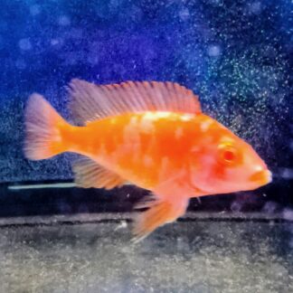 Dazzling Albino Super Red OB Peacock Cichlids – Vibrant Masterpieces | Fish R Us