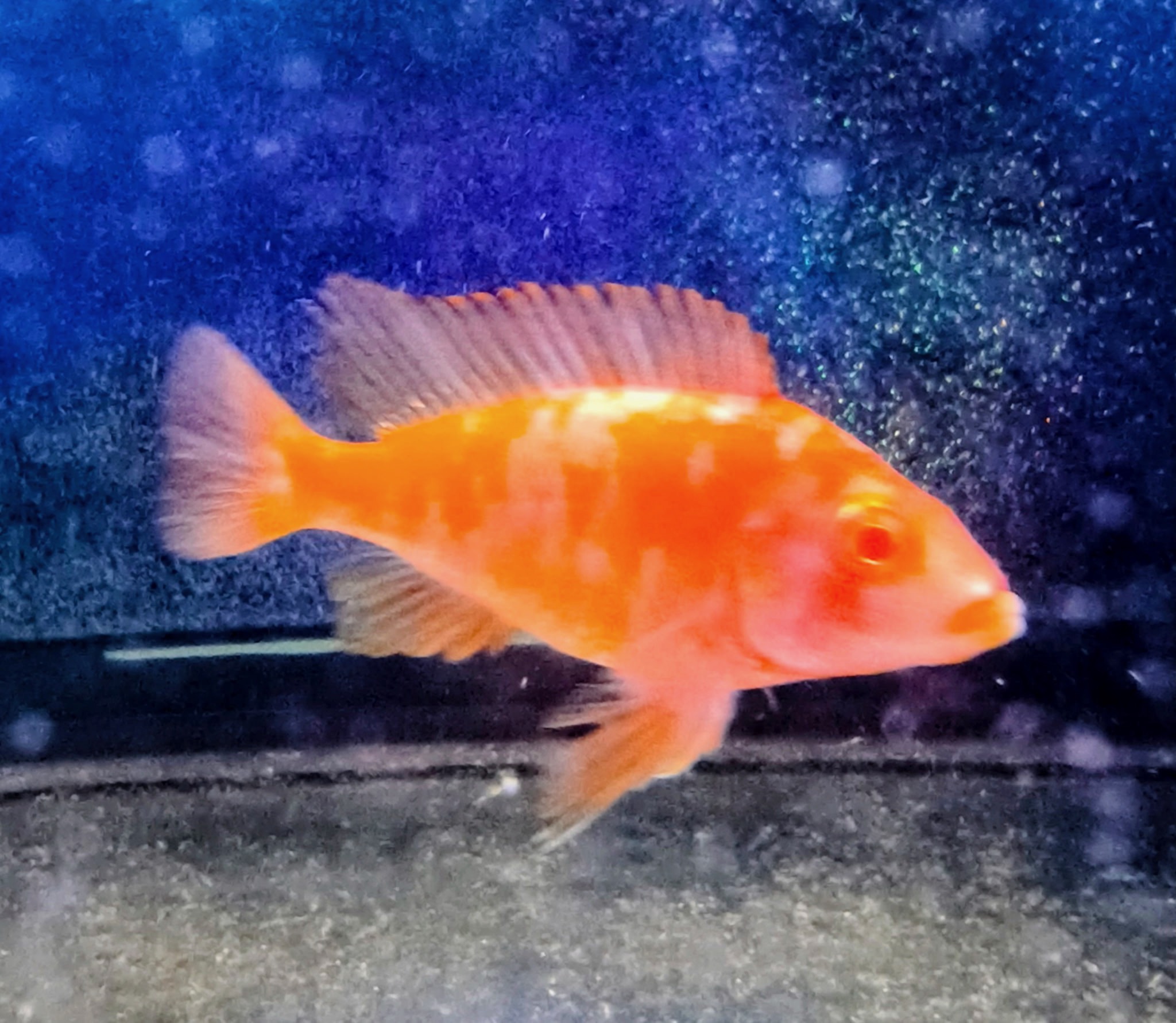 Dazzling Albino Super Red OB Peacock Cichlids – Vibrant Masterpieces | Fish R Us