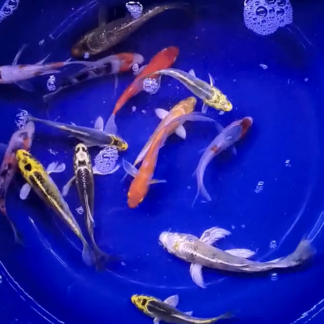 Vivid Butterfly Koi 3-5 inch | Premium Longfin Starters | Fish R Us
