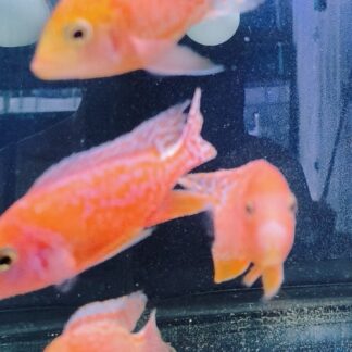 Mesmerizing Strawberry Sunburst Peacock Cichlid – Premium Neon Pink Show | Fish R Us