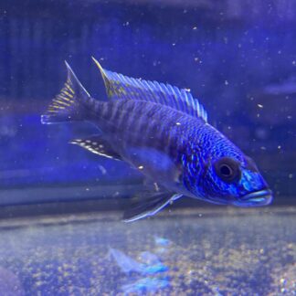 Breathtaking Hap. Iceberg Ahli – Premium Electric Blue "White Blaze" | Fish R Us