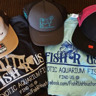 Lifestyle & Merch