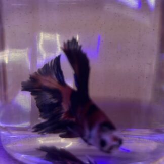Stunning Bettas - Koi Tangerine (Males) – Show Quality | Fish R Us