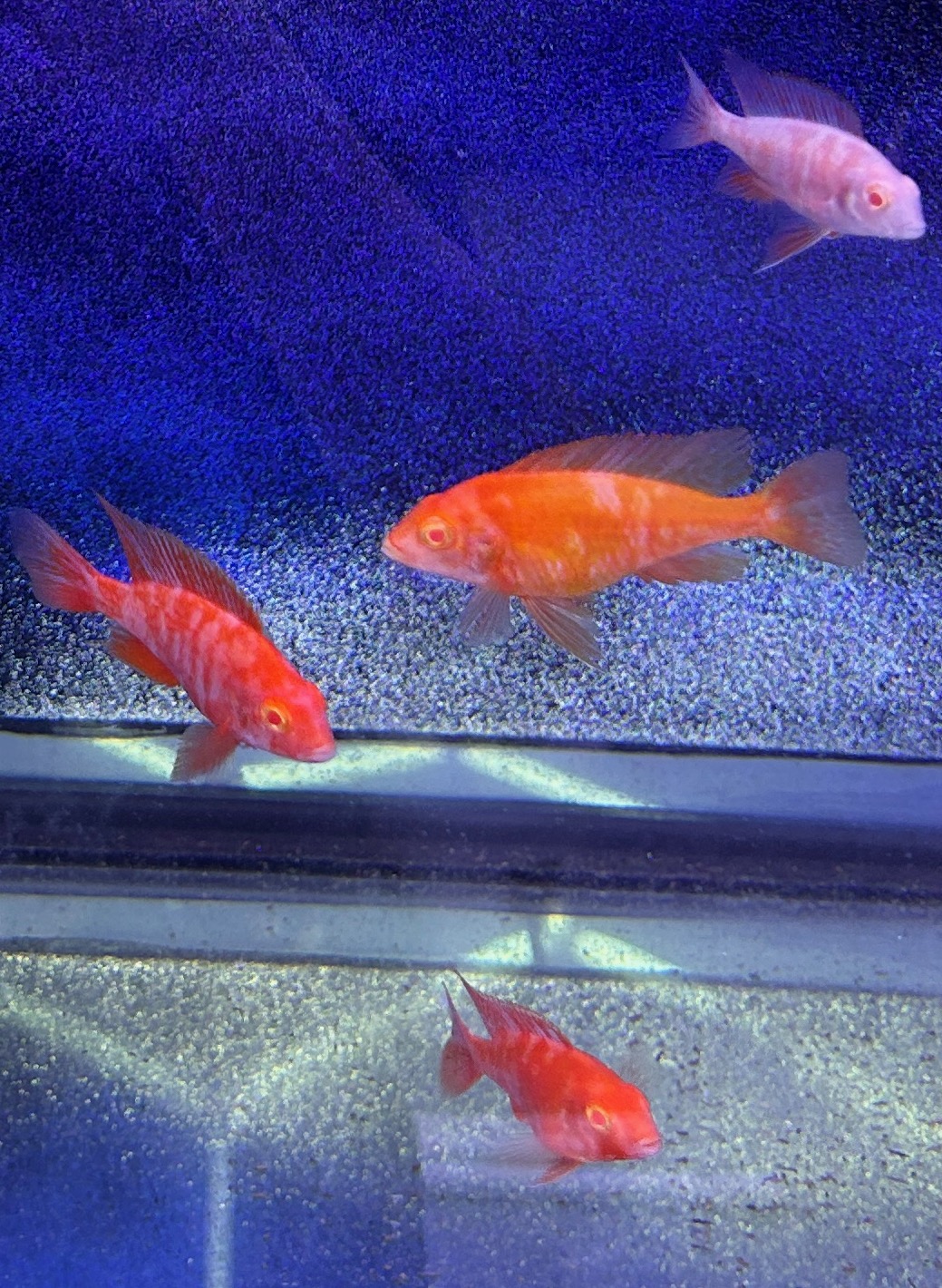 Graphic Albino Super Red OB Peacock Cichlids – Rare Marbled "Lava" African Cichlid | Fish R Us - Image 5