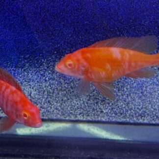 Graphic Albino Super Red OB Peacock Cichlids – Rare Marbled "Lava" African Cichlid | Fish R Us