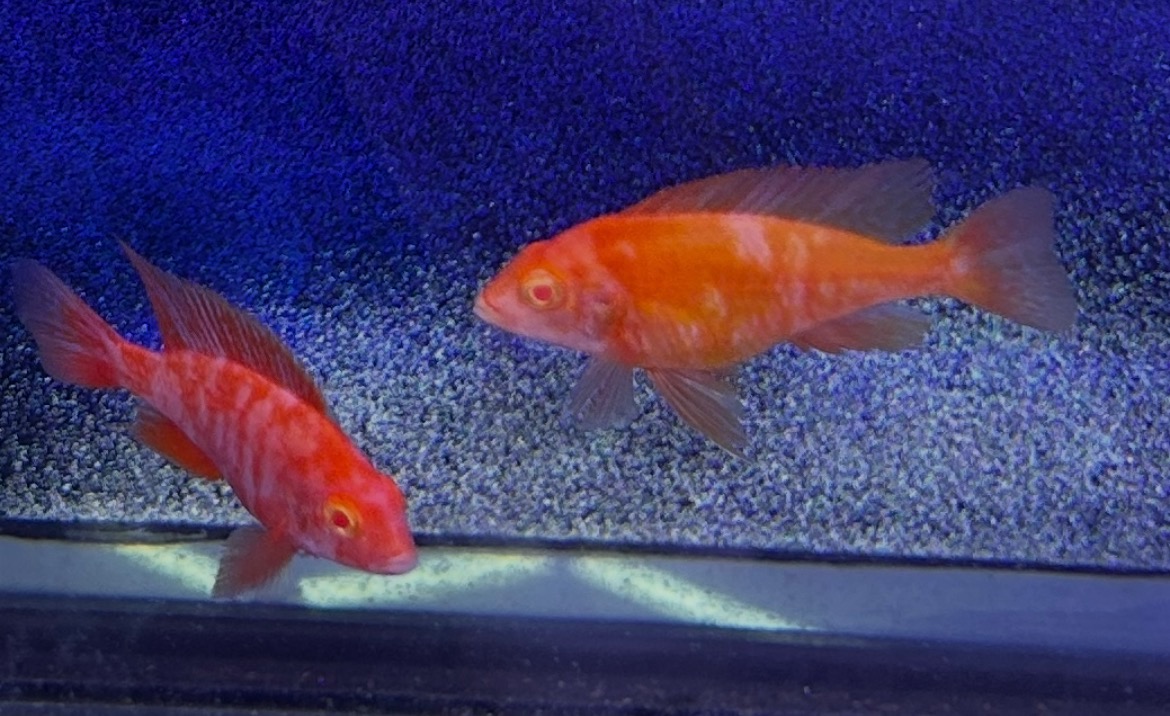 Graphic Albino Super Red OB Peacock Cichlids – Rare Marbled "Lava" African Cichlid | Fish R Us