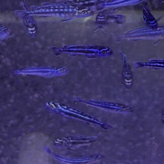 Striking PS Electric Blue Johanni Cichlid – Vibrant Striped African Mbuna | Fish R Us