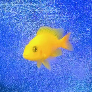 Brilliant Golden Saffron Peacock Cichlid – Premium Sunshine Yellow African Cichlid | Fish R Us