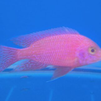Phenomenal Assorted Peacock Cichlids – Premium Mixed Color Rift Lake Collection | Fish R Us
