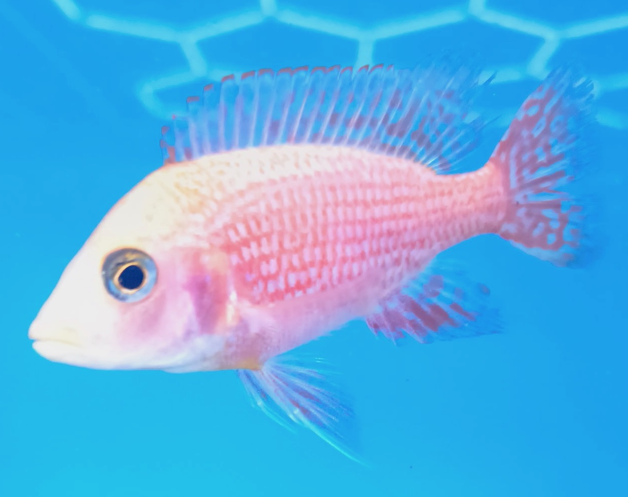 Majestic Dragon Blood Peacock Cichlids – Premium Fire-Orange African Cichlid | Fish R Us - Image 6