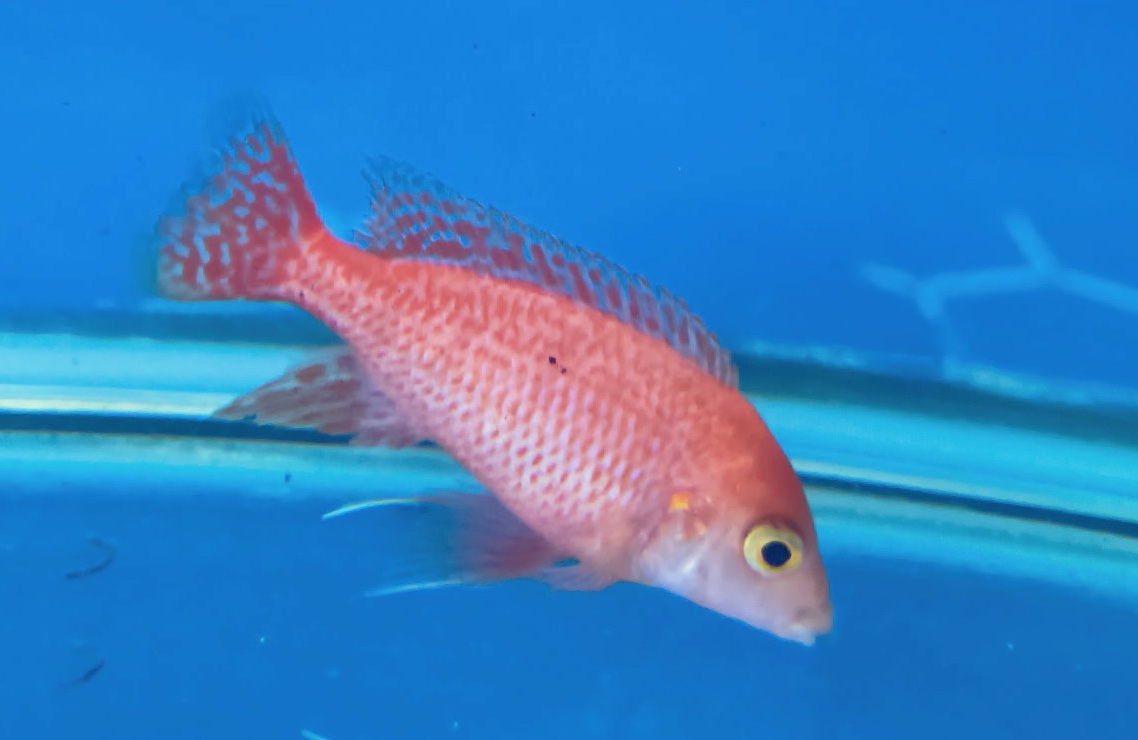 Majestic Dragon Blood Peacock Cichlids – Premium Fire-Orange African Cichlid | Fish R Us - Image 7