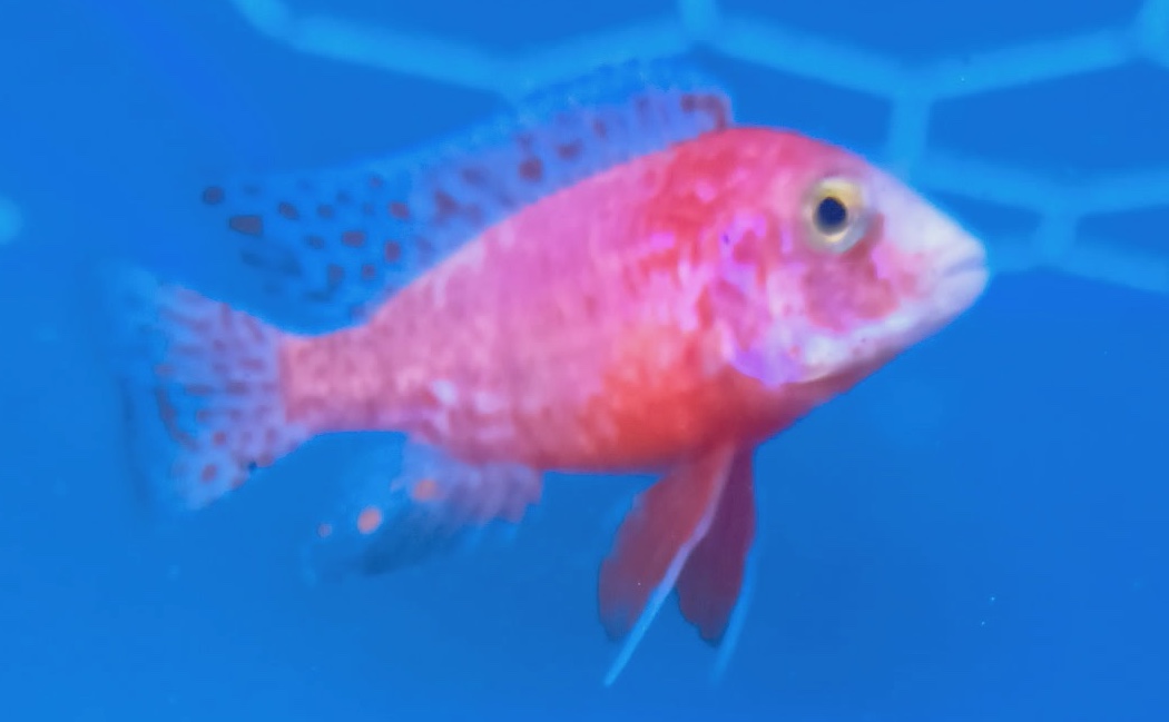 Majestic Dragon Blood Peacock Cichlids – Premium Fire-Orange African Cichlid | Fish R Us - Image 8