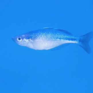 Turquoise Rainbowfish – Premium Metallic Rainbow | Fish R Us