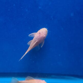 Sensational Albino Bushynose Pleco | Premium Bristlenose Scavenger | Fish R Us